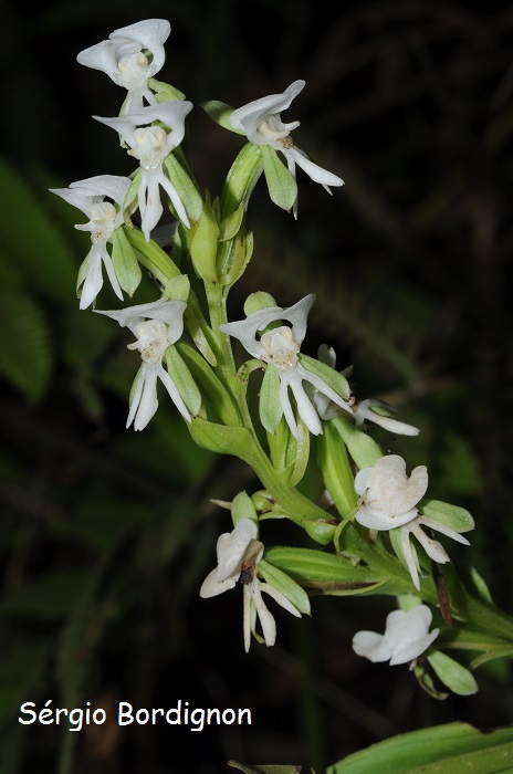 Habenaria montevidensis