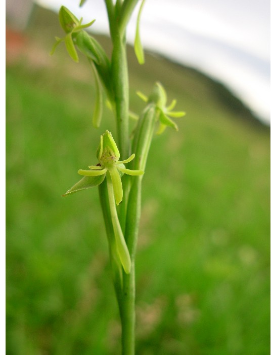 Habenaria melanopoda