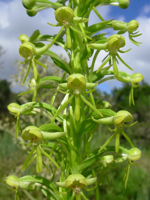 Habenaria megapotamensis