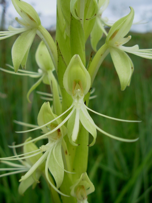 Habenaria macronectar