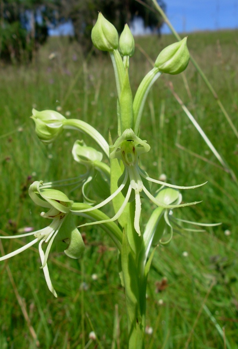 Habenaria macronectar