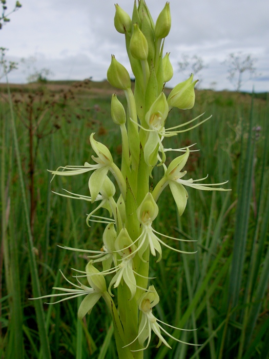 Habenaria macronectar