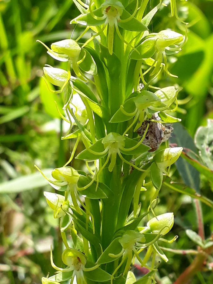 Habenaria exaltata