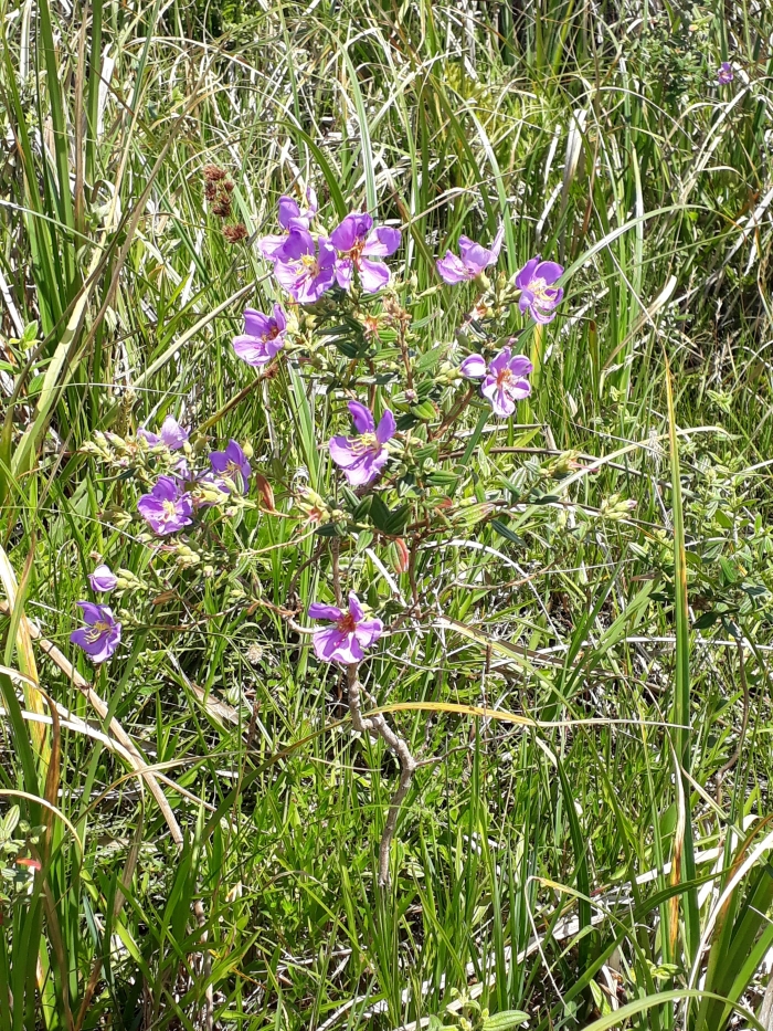 Tibouchina asperior