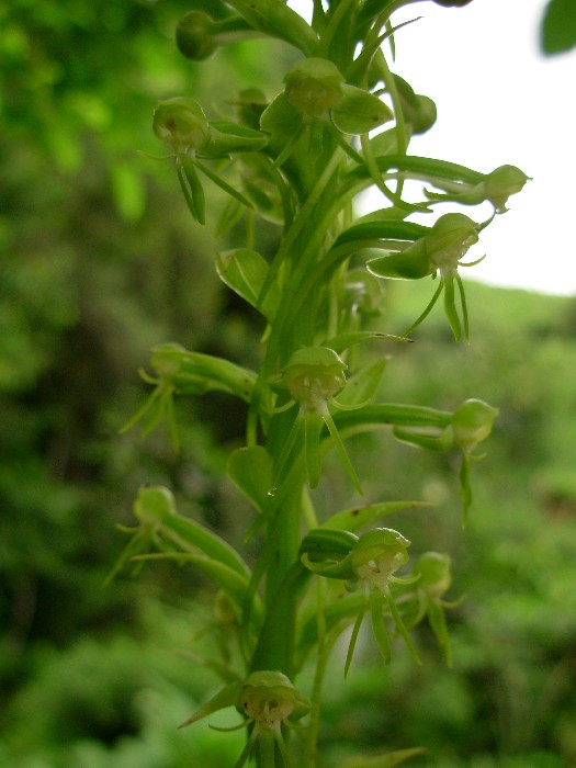 Habenaria exaltata