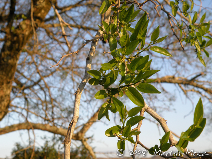 Celtis ehrenbergiana