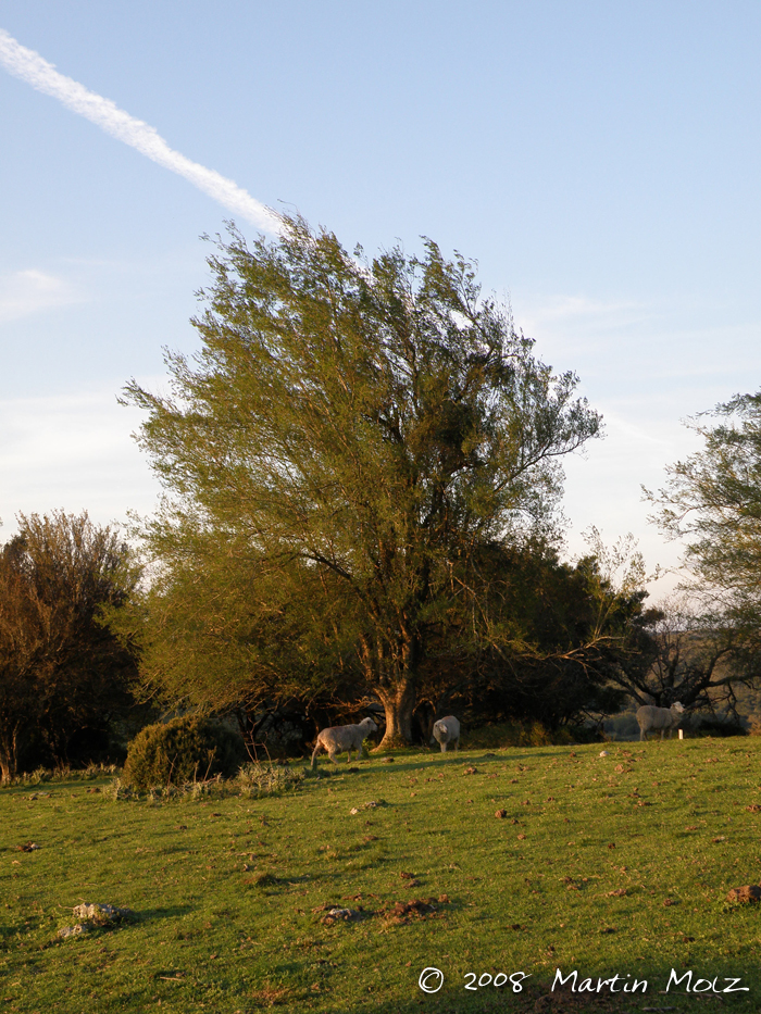 Celtis ehrenbergiana