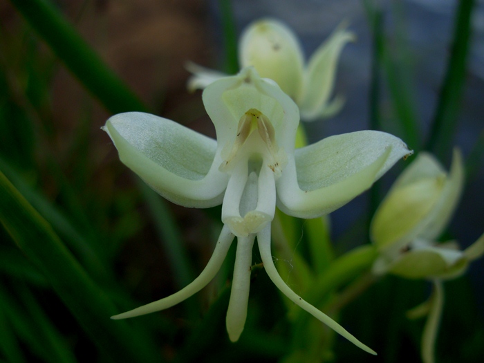 Habenaria bractescens