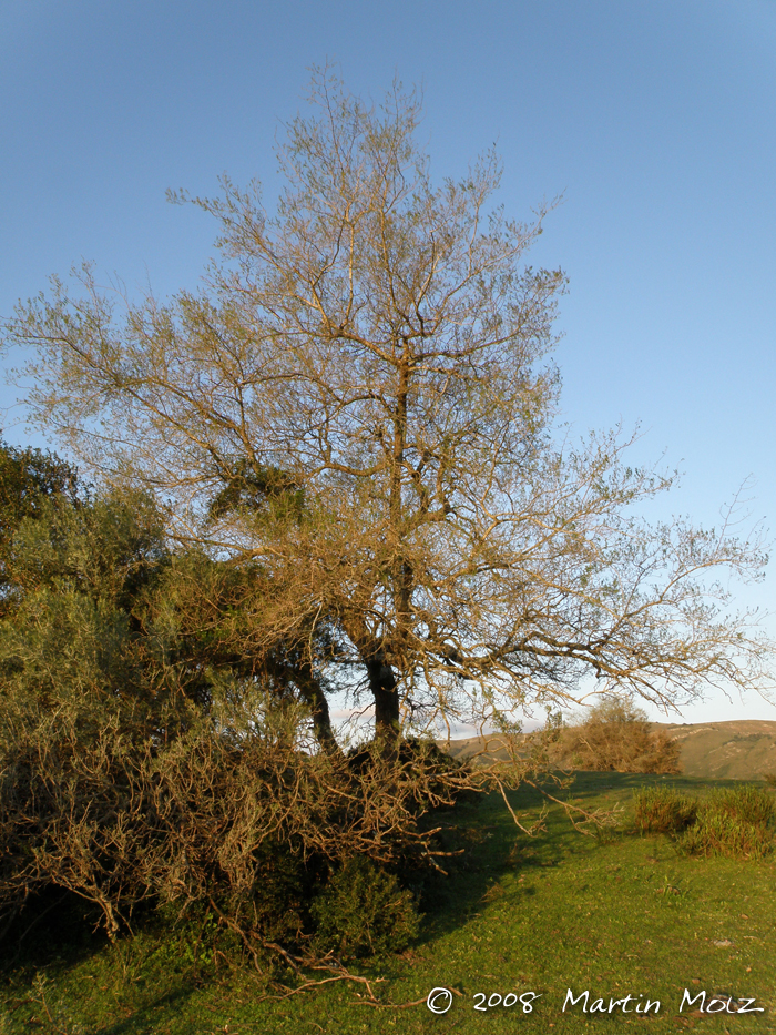 Celtis ehrenbergiana