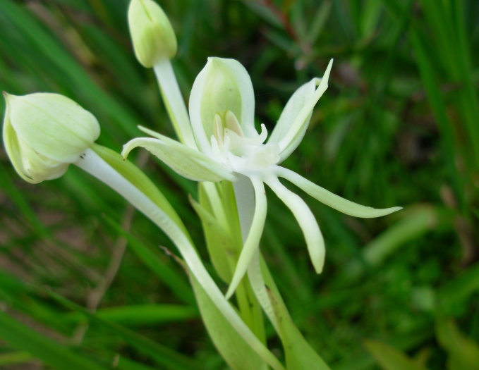 Habenaria bractescens