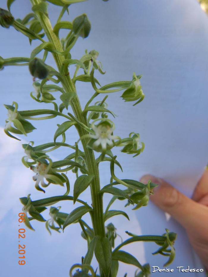 Habenaria araneiflora