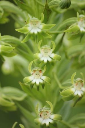 Habenaria araneiflora