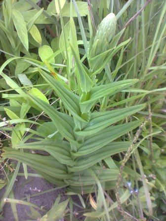 Habenaria araneiflora