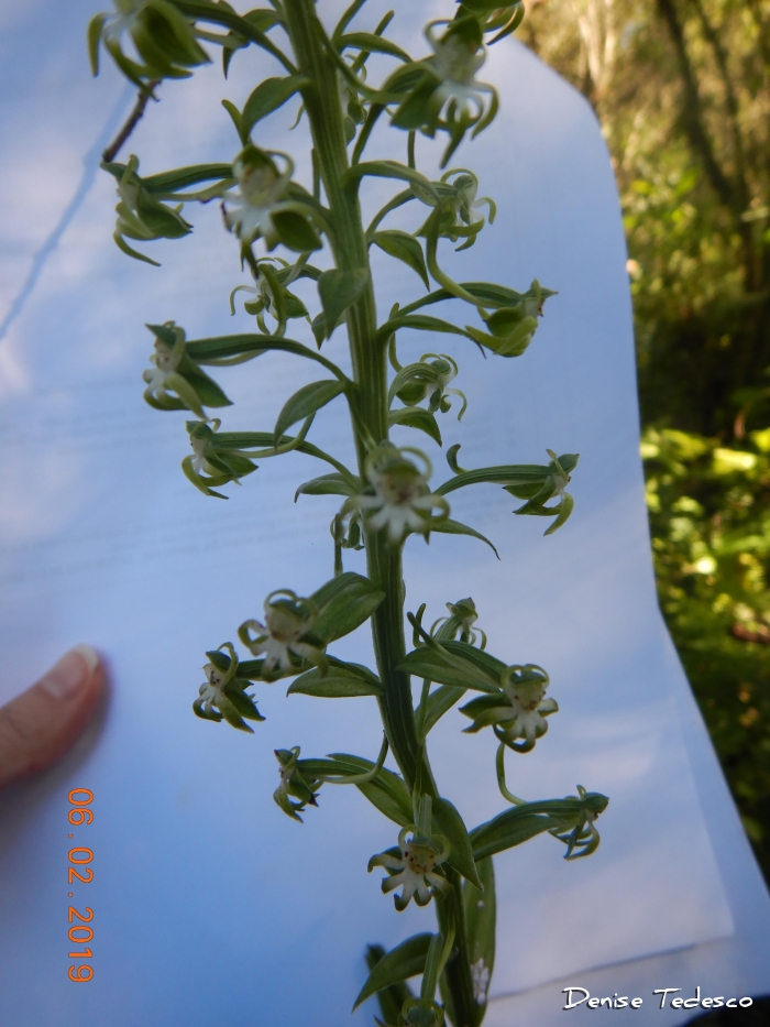 Habenaria araneiflora