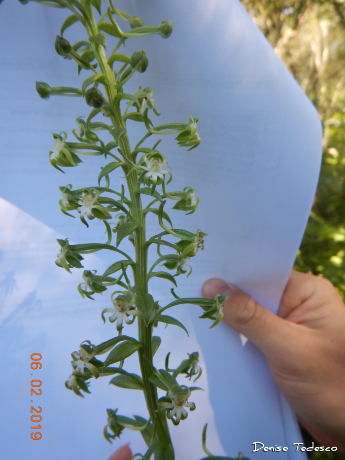 Habenaria araneiflora