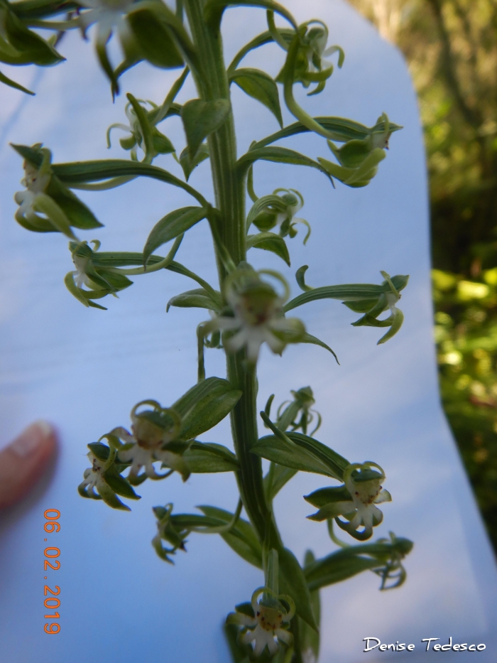 Habenaria araneiflora