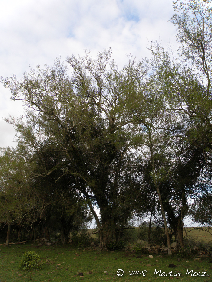 Celtis ehrenbergiana