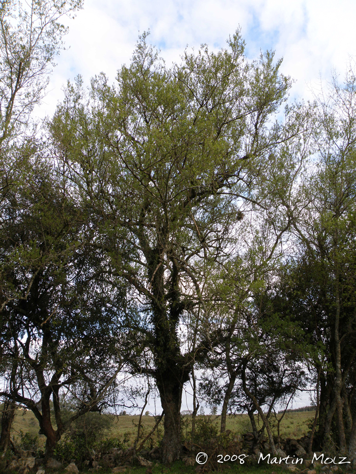 Celtis ehrenbergiana