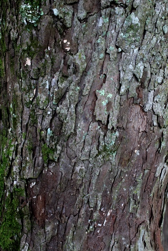 Scutia buxifolia