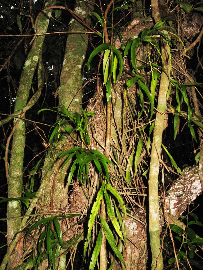 Epidendrum tridactylum