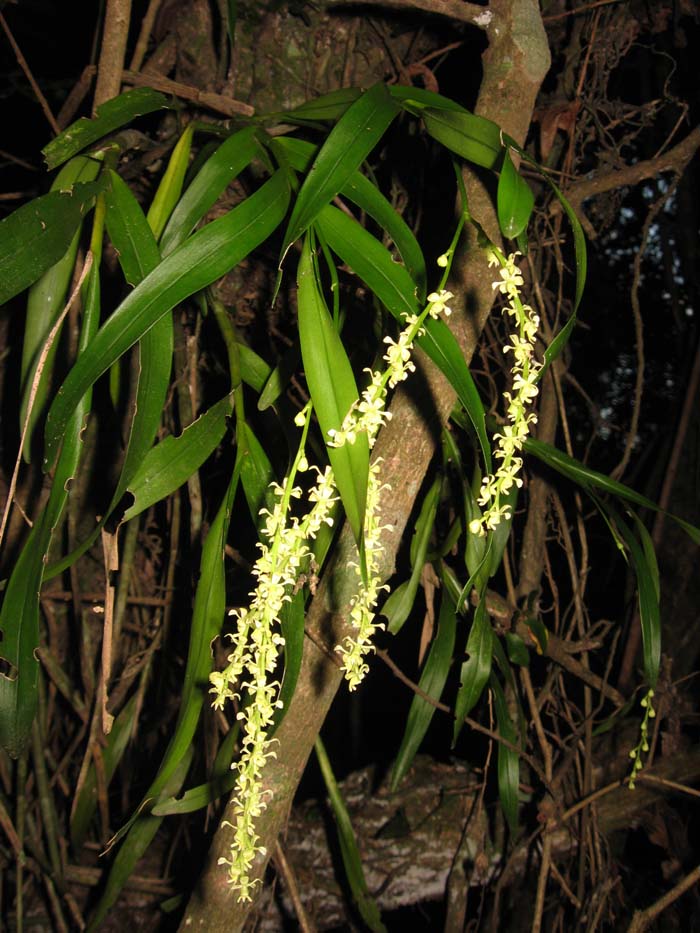 Epidendrum tridactylum