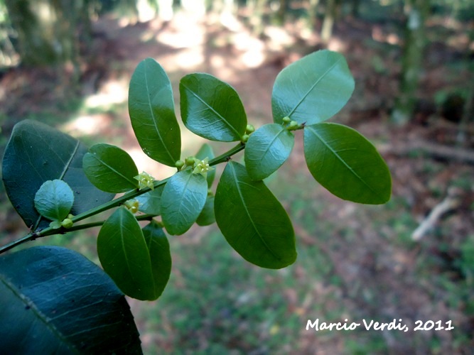 Scutia buxifolia