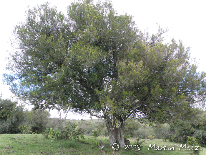 Scutia buxifolia