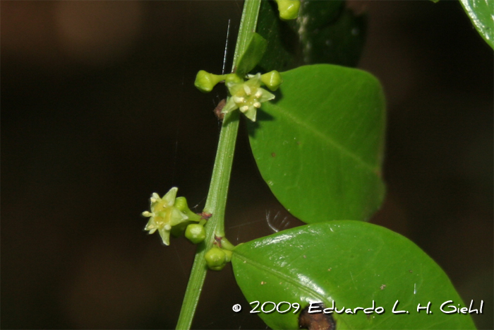 Scutia buxifolia