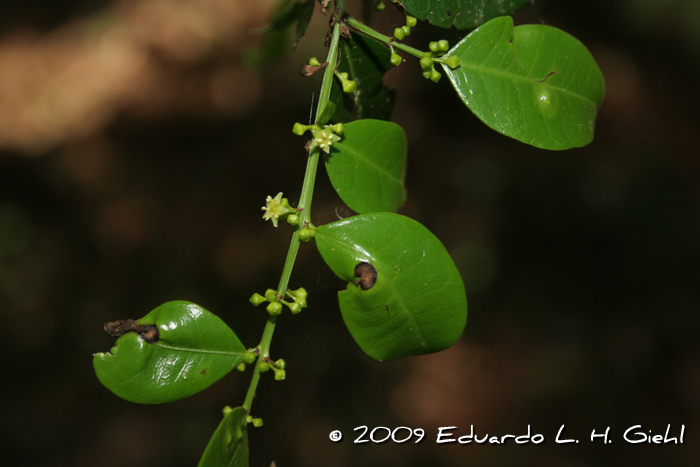Scutia buxifolia