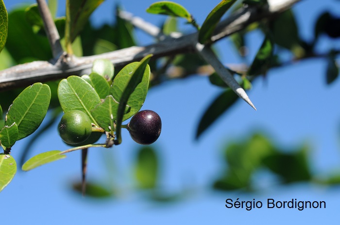 Scutia buxifolia