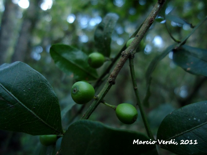 Scutia buxifolia