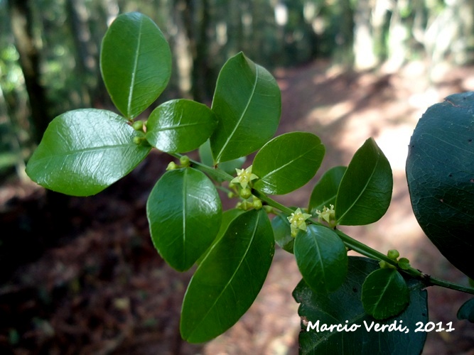 Scutia buxifolia