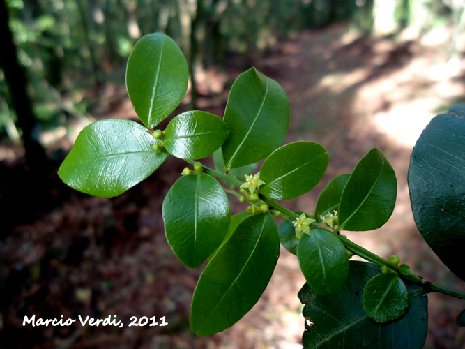 Scutia buxifolia