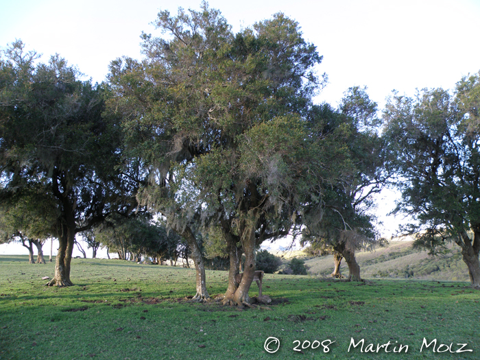 Scutia buxifolia