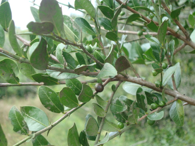 Scutia buxifolia