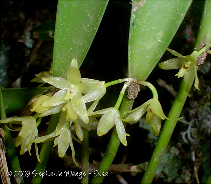 Octomeria crassifolia