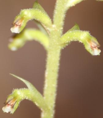 Cyclopogon multiflorus