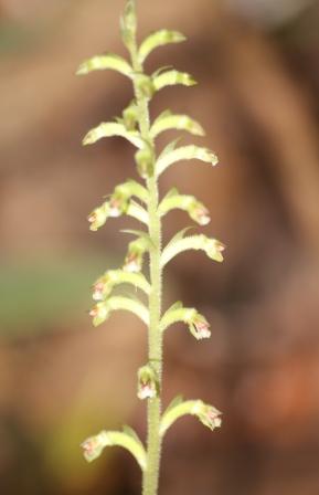 Cyclopogon multiflorus