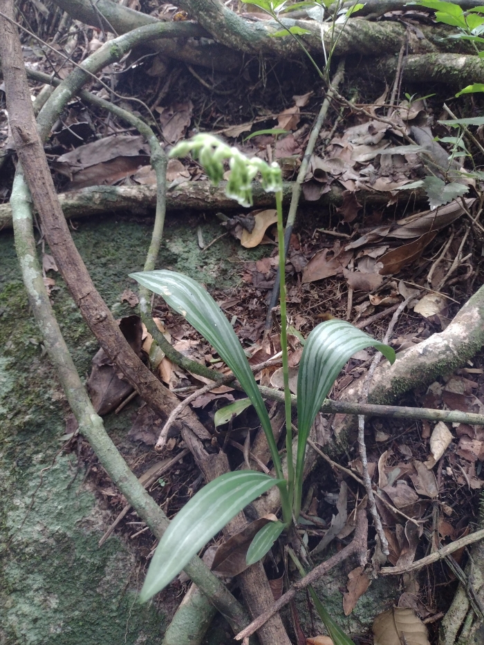 Cyclopogon longibracteatus