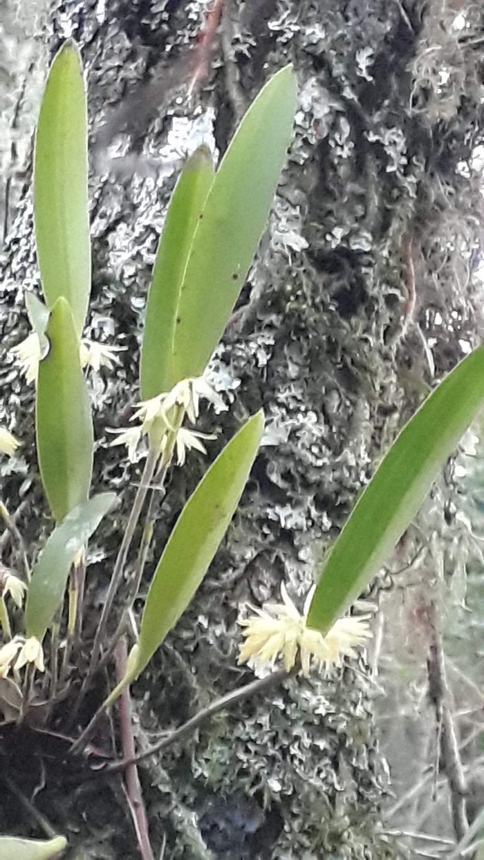 Octomeria crassifolia