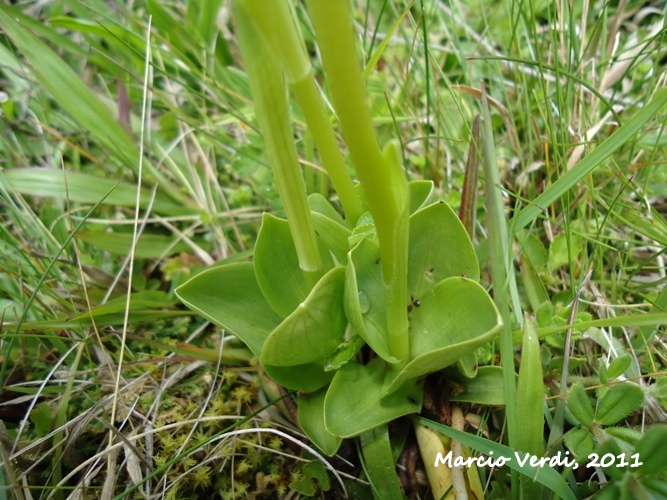 Cyclopogon apricus