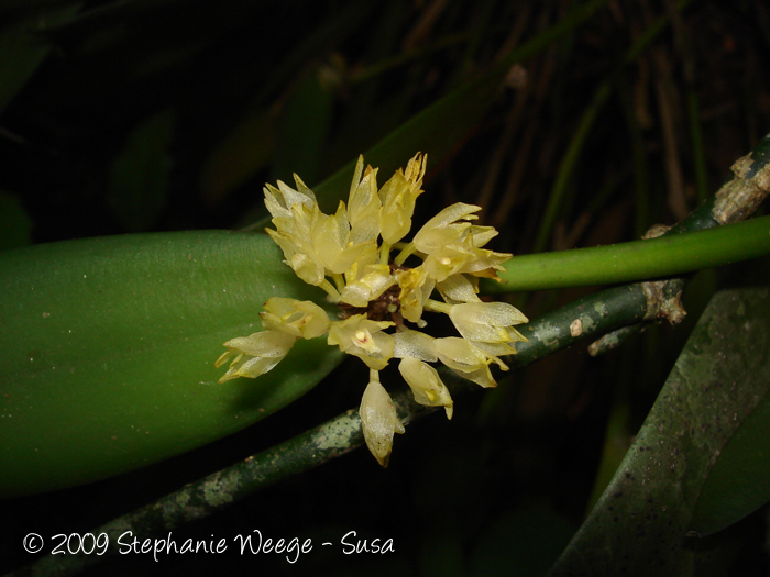 Octomeria crassifolia