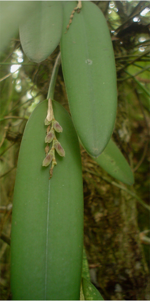 Acianthera pubescens