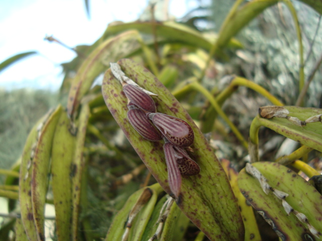 Acianthera pubescens