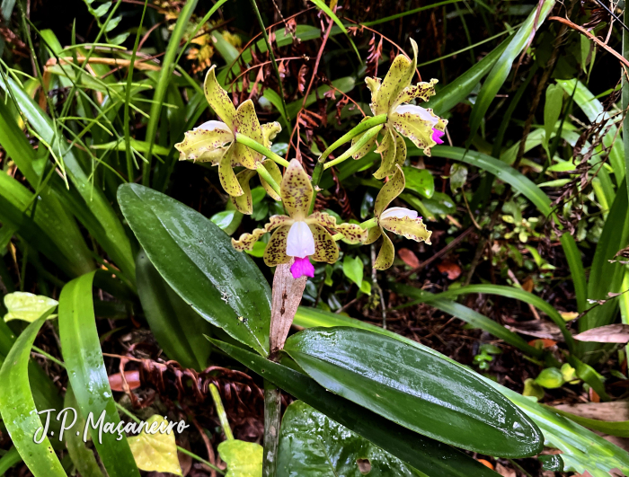 Cattleya guttata