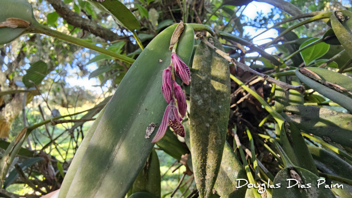 Acianthera pubescens