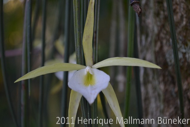 Brassavola tuberculata