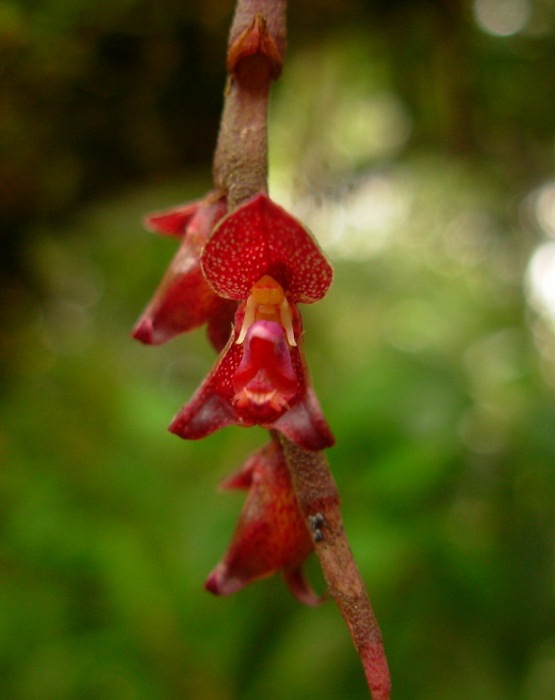 Bulbophyllum granulosum