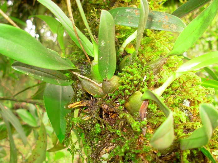 Bulbophyllum granulosum