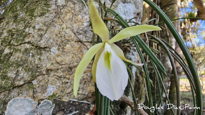 Brassavola tuberculata